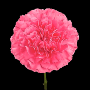 CLA-001-Agnese.png