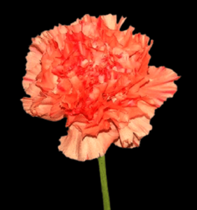 CLA-002-Atacama-1.png