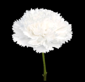 CLA-005-Baltico.png