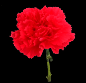 CLA-007-Bizet.png