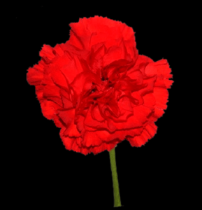 CLA-008-Borja.png