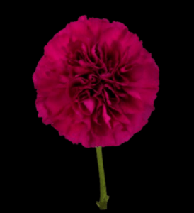 CLA-011-Carole.png