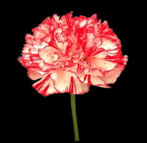 CLA-012-Coralie.png