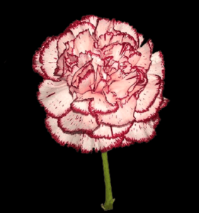 CLA-013-Cream-Viana.png