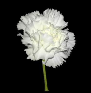 CLA-014-Delfi.png