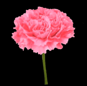 CLA-019-Famosa.png