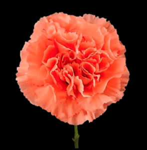 CLA-022-Gobi.png