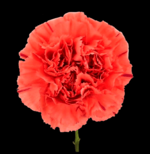 CLA-025-Hawai.png