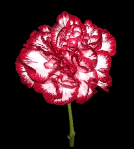 CLA-036-Noblece.png