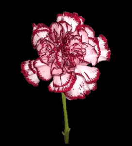 CLA-037-Olimpia.png