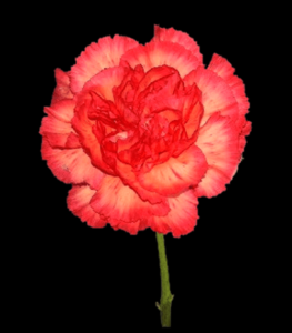 CLA-038-Orange-Tundra.png