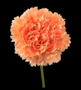 CLA-039-Peachy-Mambo.png