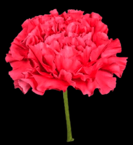 CLA-040-Penelope-1.png