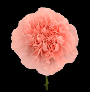 CLA-041-Perla.png