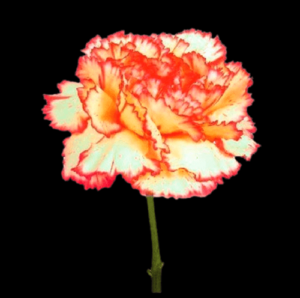 CLA-044-Rita.png