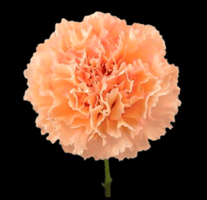 CLA-046-Samai.png
