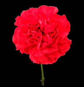 CLA-055-Ulisse.png