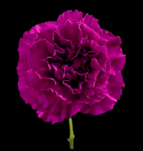 CLA-056-Uvalux.png