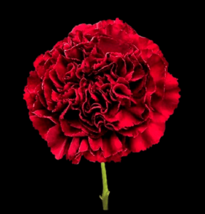 CLA-057-Velvet.png