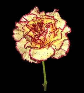 CLA-058-Viana.png