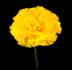 CLA-059-Vinko.png