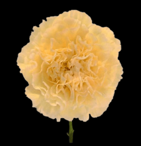 CLA-061-Wedding.png