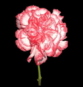 CLA-063-White-Tundra.png