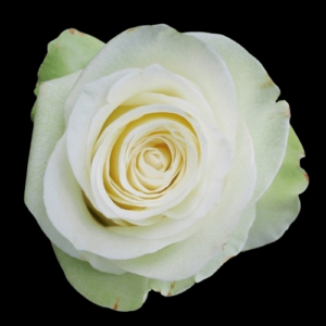 FRE-001-ALBA.png
