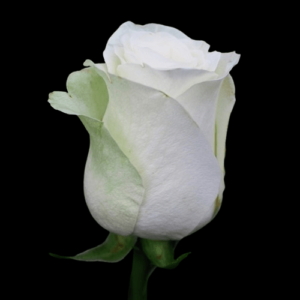 FRE-001A-ALBA.png