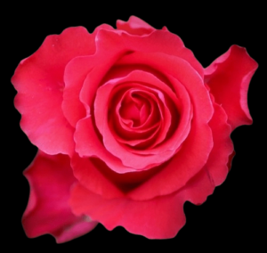 FRE-002-ALTAMIRA.png
