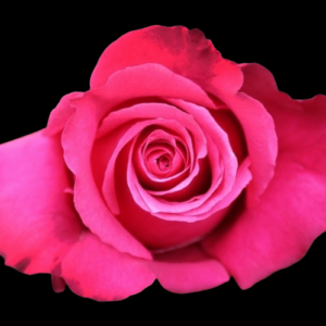 FRE-007-CHERRY-OH.png