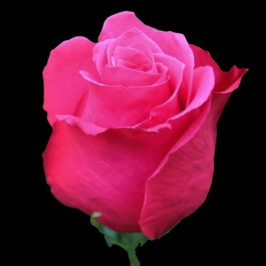 FRE-007A-CHERRY-OH.png