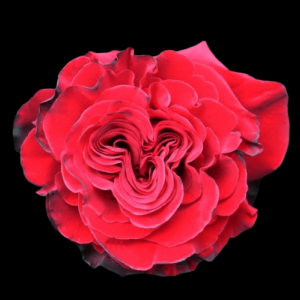FRE-015-HEARTS.png