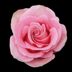 FRE-016-HERMOSA.png