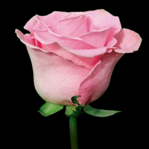 FRE-016A-HERMOSA.png