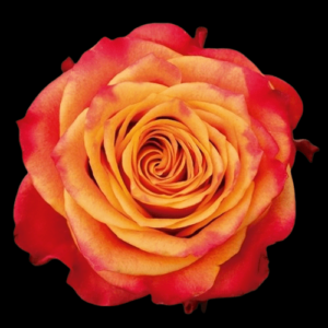 FRE-018-HIGH-YELLOW-FLAME.png