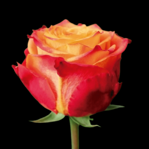 FRE-018A-HIGH-YELLOW-FLAME.png