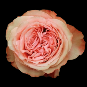 FRE-021-KAHALA.png