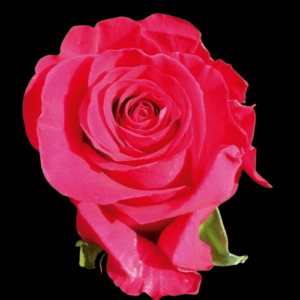 FRE-022-LOLA.png