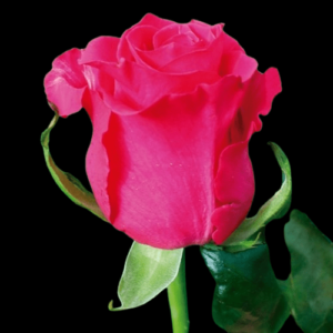 FRE-022A-LOLA.png