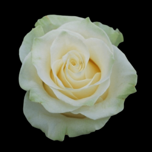 FRE-024-MONDIAL.png