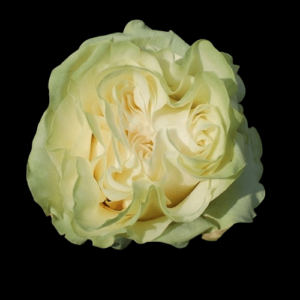 FRE-026-MOONSTONE.png