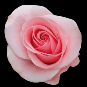 FRE-027-NOVIA.png