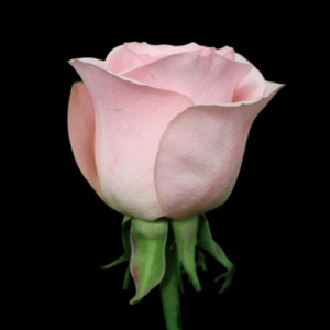 FRE-027A-NOVIA.png