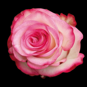 FRE-030-PALOMA.png