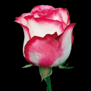 FRE-030A-PALOMA.png