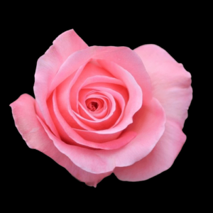 FRE-032-PINK-EXPRESSION.png