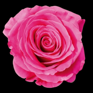 FRE-033-PINK-FLOYD.png
