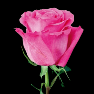 FRE-033A-PINK-FLOYD.png