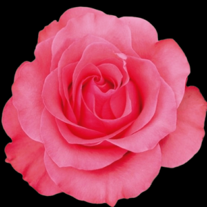 FRE-034-PINK-LOVE.png